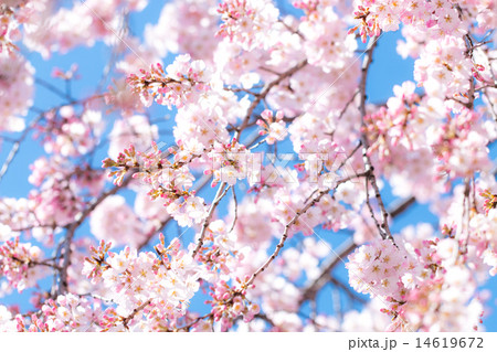サクラ 青空 初春 サクラ 青空 初春 14619672