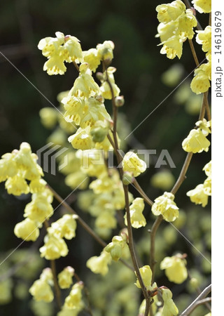 ヒュウガミズキ ヒュウガミズキ 14619679