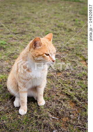 すわる猫の写真素材