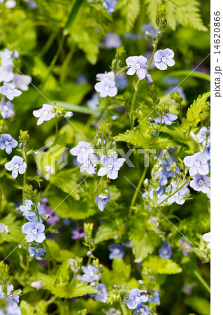 blue flowers 14620866