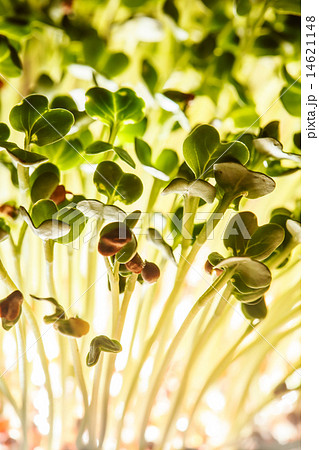 nutritious sprouts 14621148