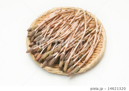ざるに盛られた土筆 ざるに盛られた土筆 14621320