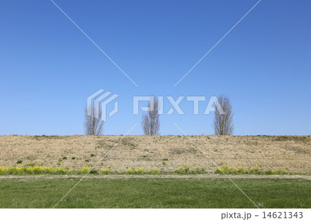 3本の木と青空と大地 3本の木と青空と大地 14621343