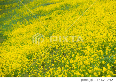 なのはな畑 14621742