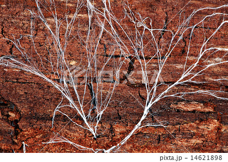 mycelium mycelium 14621898