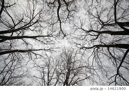 Winter Forest Park branch Winter Forest Park branch 14621900