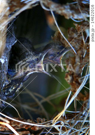 flashy chicks in the nest 14622016