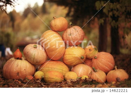 Autumn harvest of pumpkins halloween 14622221
