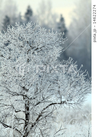 cold winter forest landscape snow 14622274