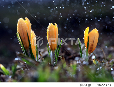 yellow crocus spring yellow crocus spring 14622373