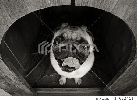 Funny pug dog in the dog house Funny pug dog in the dog house 14622411