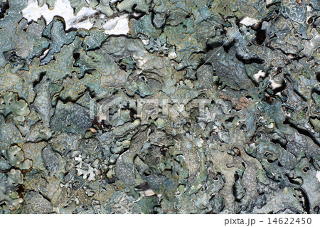 moss microcosm 14622450