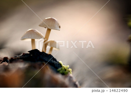 small poisonous mushrooms 14622490