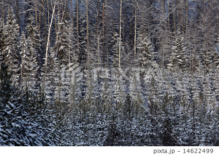 cold winter forest landscape snow 14622499