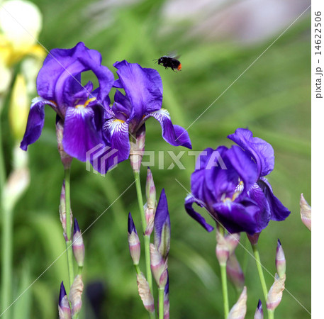 blue iris flowers in the garden blue iris flowers in the garden 14622506
