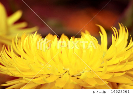 sunflowers sunflowers 14622561