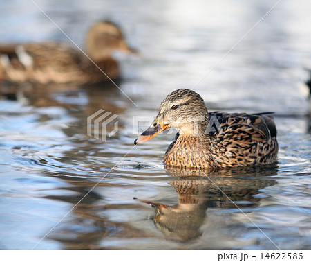 duck floats 14622586
