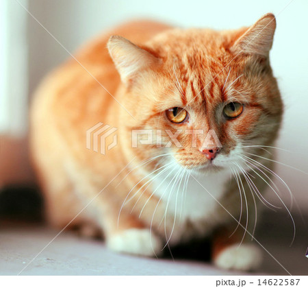 Portrait of funny cat Portrait of funny cat 14622587