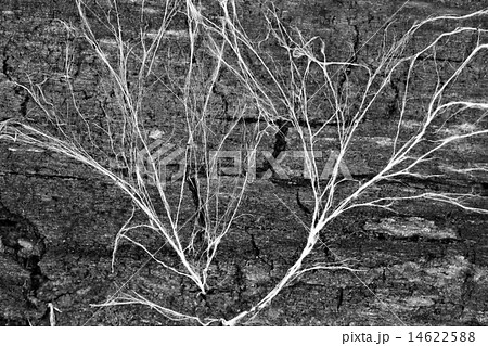 mycelium 14622588