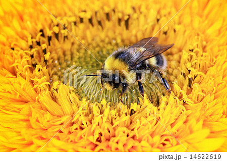 bumble bee on a flower bumble bee on a flower 14622619