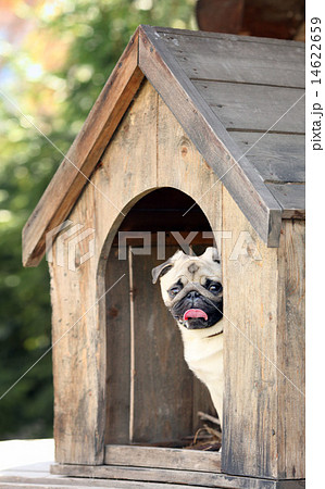 Funny pug dog in the dog house 14622659