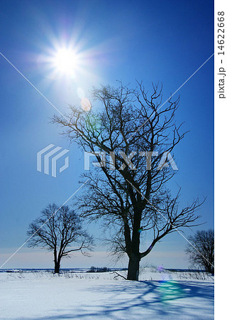 lonely tree in a field in winter lonely tree in a field in winter 14622668