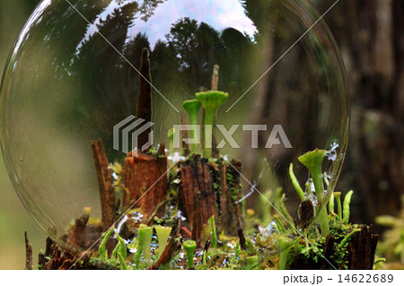 magical world of macro moss magical world of macro moss 14622689