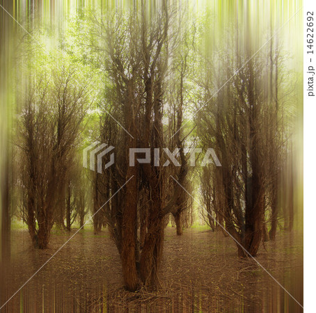 autumn forest autumn forest 14622692