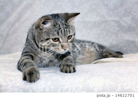 funny gray cat on a sofa 14622701