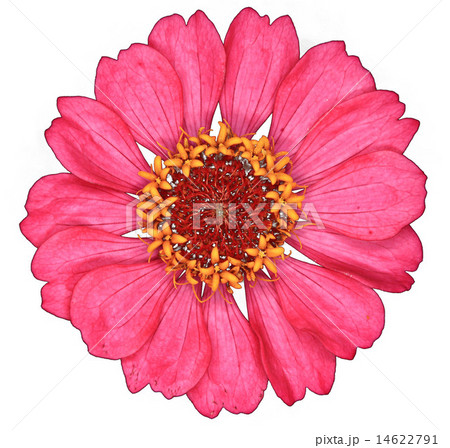 red gerbera on background 14622791