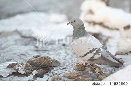 small bird in the cold winter 14622809