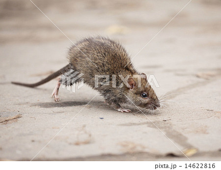 gray rat gray rat 14622816