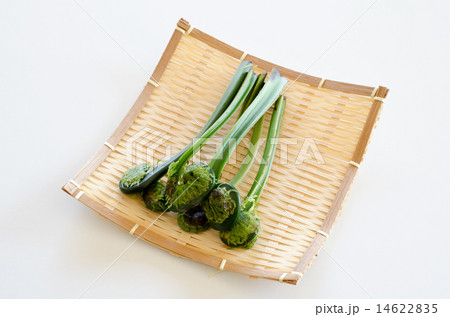 こごめ こごめ 14622835