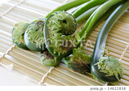 こごめ こごめ 14622838