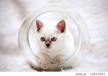 gray cute little kitten British 14622901