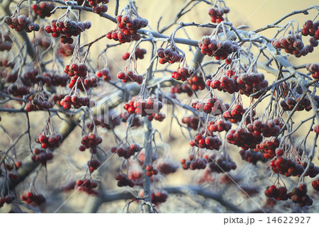 Winter twigs and grass covered with frost and snow 14622927