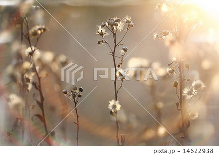 autumn branches and grass at sunset autumn branches and grass at sunset 14622938