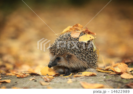 Hedgehog in the autumn forest Hedgehog in the autumn forest 14622989