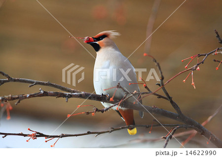 Waxwing with berry of mountain 14622990