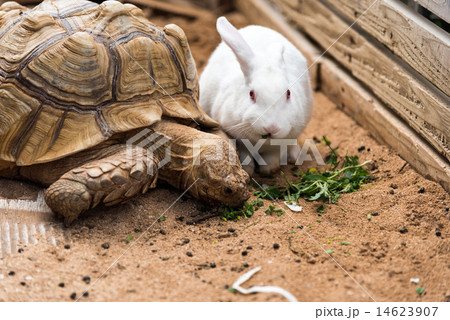 ウサギとカメ 14623907