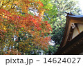 境内紅葉 14624027