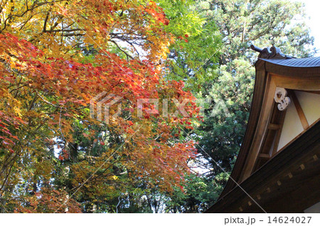 境内紅葉 境内紅葉 14624027