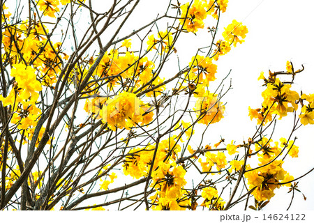 Tabebuia chrysotricha yellow flowers. Tabebuia chrysotricha yellow flowers. 14624122
