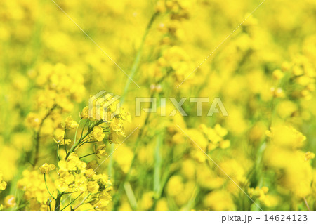 菜の花４ 14624123