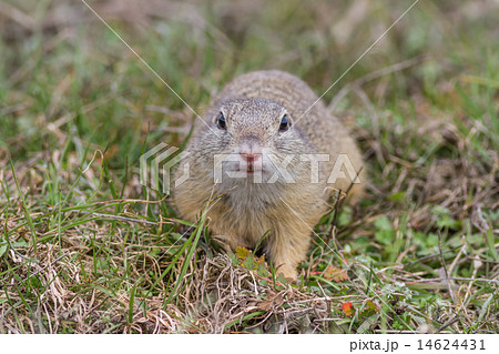 prairie dog in the grass 14624431