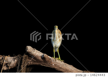 Squacco Heron (Ardeola ralloides) Squacco Heron (Ardeola ralloides) 14624443