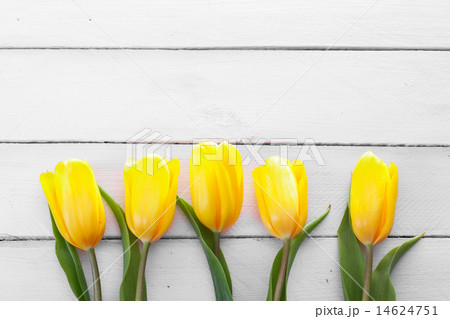 fresh yellow tulips 14624751