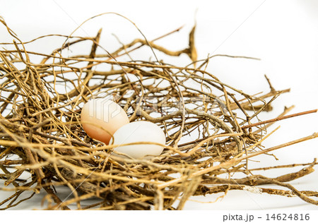 Bird eggs and net, Nest Zebra dove 14624816
