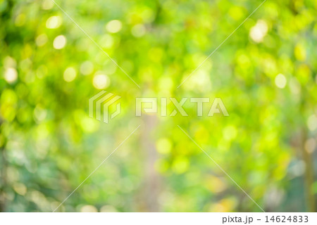 Defocus nature green bokeh Defocus nature green bokeh 14624833