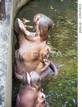 Hippopotamus submerged open wide mouth for food. Hippopotamus submerged open wide mouth for food. 14624843